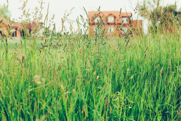 Tall Grass Cutting in Myrtle Beach