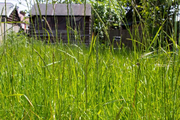 Overgrown Lawn Trimming in Myrtle Beach